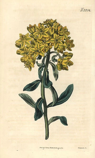 Large-flowered flax-leaved rue, Ruta linifolia