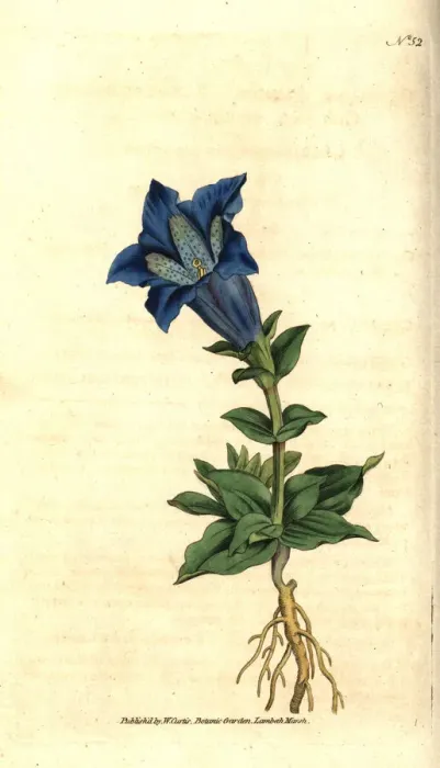 Framed Print : Large-flowered gentian or gentianella, Gentiana acaulis Framed Print : Large-flowered gentian or gentianella, Gentiana acaulis