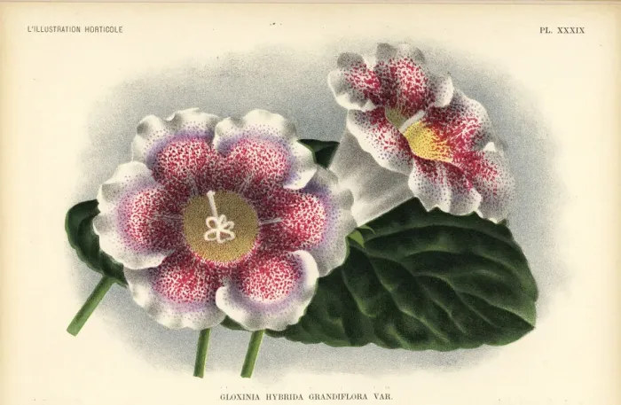 Framed Print : Large-flowered gloxinia hybrid, Gloxinia hybrida grandiflora Framed Print : Large-flowered gloxinia hybrid, Gloxinia hybrida grandiflora
