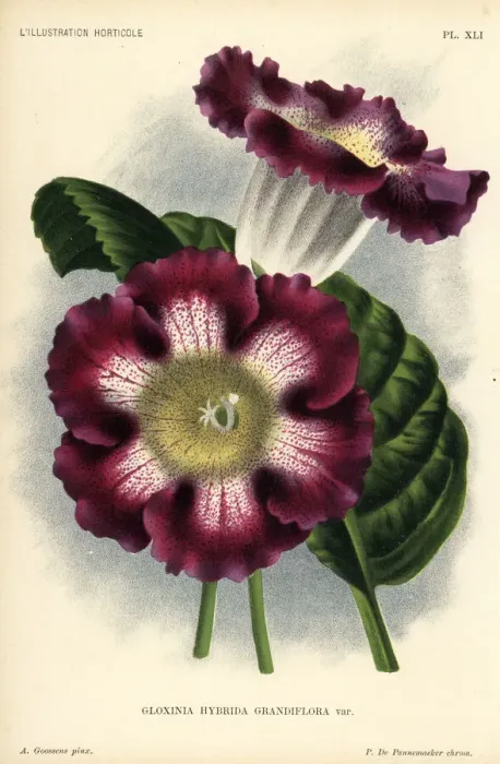 Framed Print : Large-flowered gloxinia hybrid, Gloxinia hybrida grandiflora Framed Print : Large-flowered gloxinia hybrid, Gloxinia hybrida grandiflora