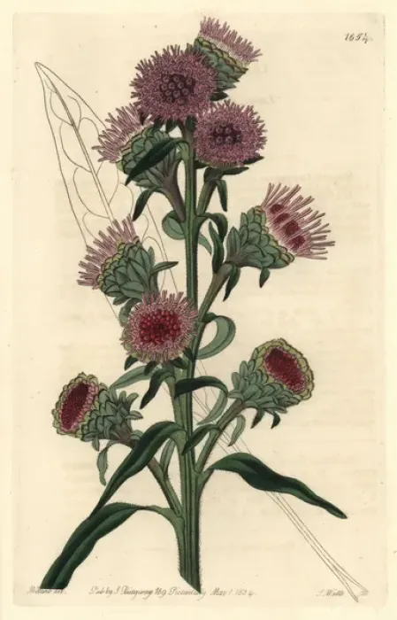 Framed Print : Large-flowered liatris, Liatris scariosa Framed Print : Large-flowered liatris, Liatris scariosa