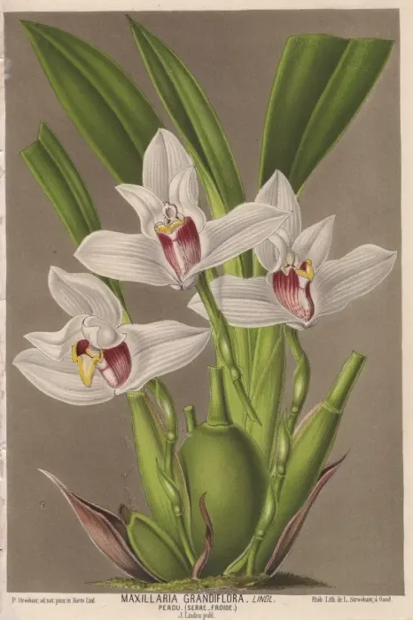 Framed Print : Large-flowered maxillaria orchid, Maxillaria Framed Print : Large-flowered maxillaria orchid, Maxillaria