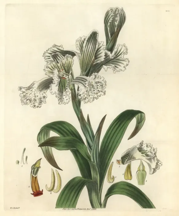 Framed Print : Large-flowered neottia, Neottia grandiflora Framed Print : Large-flowered neottia, Neottia grandiflora