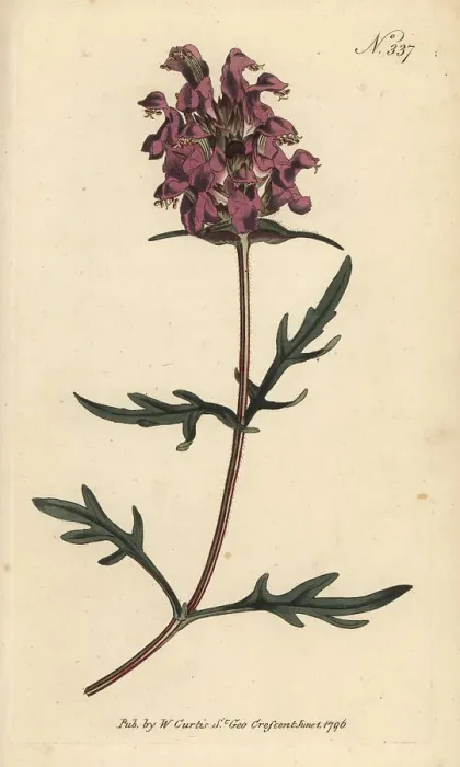 Framed Print : Large-flowered selfheal, Prunella grandiflora Framed Print : Large-flowered selfheal, Prunella grandiflora