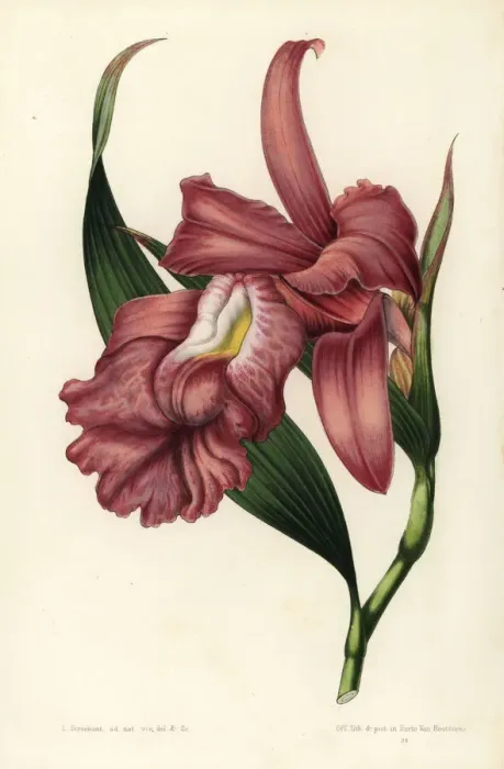 Framed Print : Large-flowered sobralia orchid, Sobralia macrantha Framed Print : Large-flowered sobralia orchid, Sobralia macrantha