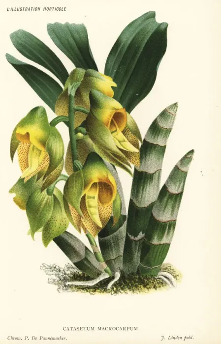 Framed Print : Large-fruited catasetum, Catasetum macrocarpum Framed Print : Large-fruited catasetum, Catasetum macrocarpum