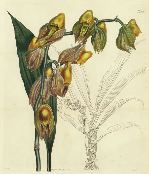 Framed Print : Large-fruited catasetum, Catasetum macrocarpum Framed Print : Large-fruited catasetum, Catasetum macrocarpum