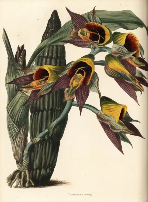 Framed Print : Large-fruited catasetum orchid, Catasetum macrocarpum Framed Print : Large-fruited catasetum orchid, Catasetum macrocarpum