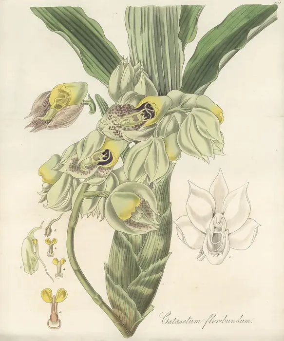 Framed Print : Large-fruited catasetum orchid, Catasetum macrocarpum Framed Print : Large-fruited catasetum orchid, Catasetum macrocarpum