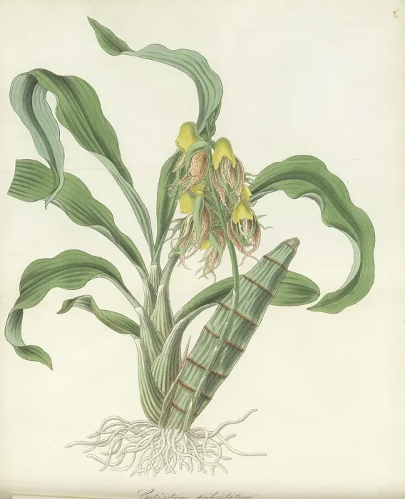 Framed Print : Large-fruited catasetum orchid, Catasetum macrocarpum Framed Print : Large-fruited catasetum orchid, Catasetum macrocarpum