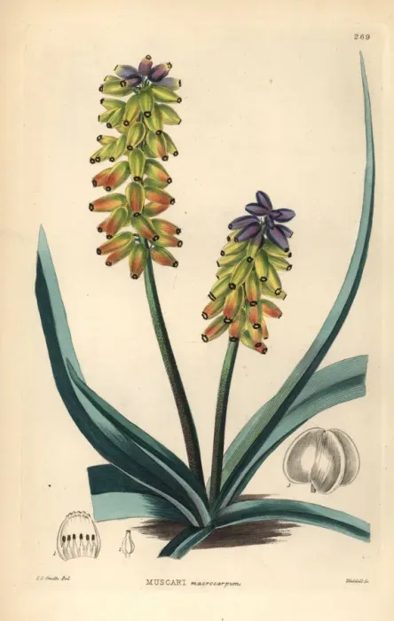 Framed Print : Large-fruited grape hyacinth, Muscari macrocarpum