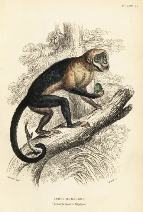 Framed Print : Large-headed capuchin, Sapajus apella macrocephalus Framed Print : Large-headed capuchin, Sapajus apella macrocephalus