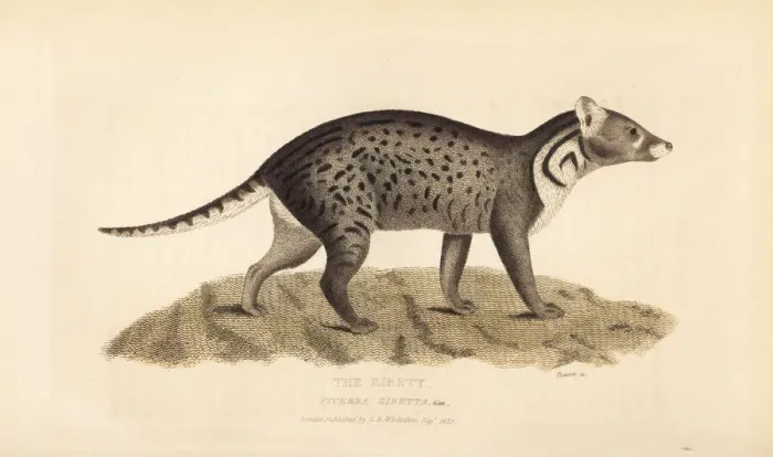 Framed Print : Large Indian civet, Viverra zibetha. Near threatened Framed Print : Large Indian civet, Viverra zibetha. Near threatened