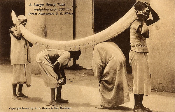 Large Ivory tusk from the Kilimanjaro Region, Tanzania