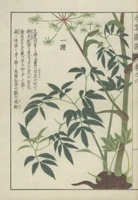 Framed Print : Large leaved angelica plant: full plant Framed Print : Large leaved angelica plant: full plant
