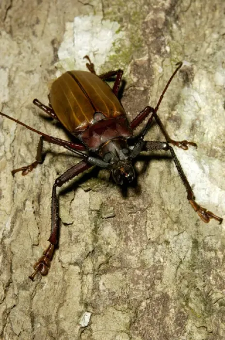 Framed Print : A large Long-horn Beetle (unidentified) on a tree-trunk Framed Print : A large Long-horn Beetle (unidentified) on a tree-trunk