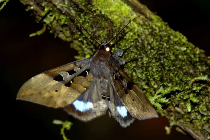 Framed Print : Large nocturnal moth is on a branch in the undergrowth Framed Print : Large nocturnal moth is on a branch in the undergrowth