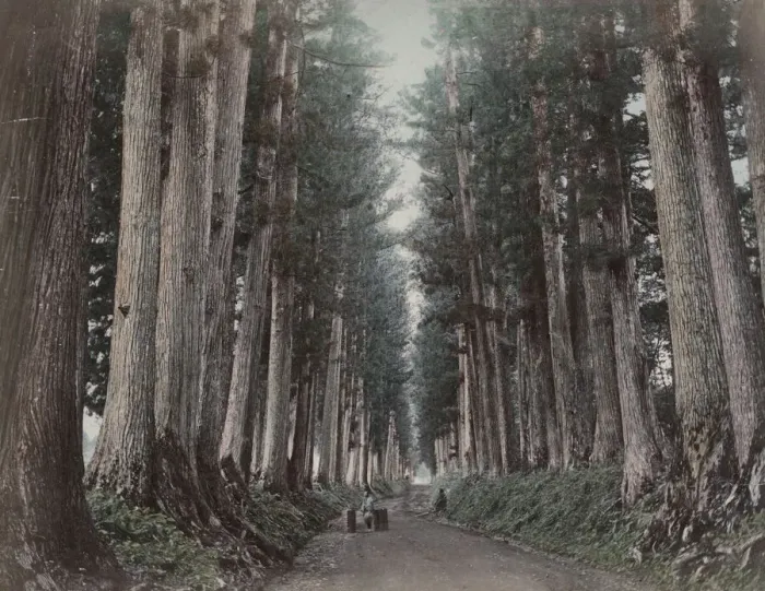 Framed Print : Large pine trees along the Imaichi Road, Nikko, Japan Framed Print : Large pine trees along the Imaichi Road, Nikko, Japan