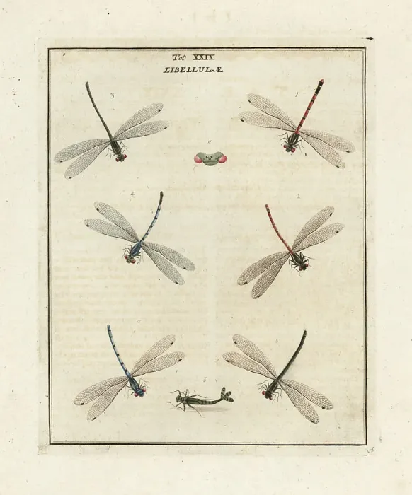 Framed Print : Large red, common blue and azure damselflies