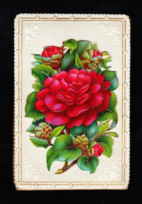 Framed Print : Large red flower on a greetings card Framed Print : Large red flower on a greetings card