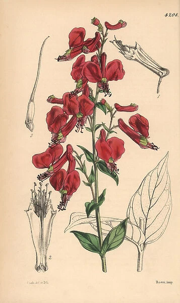 Large red-flowered cuphea, Cuphea cordata