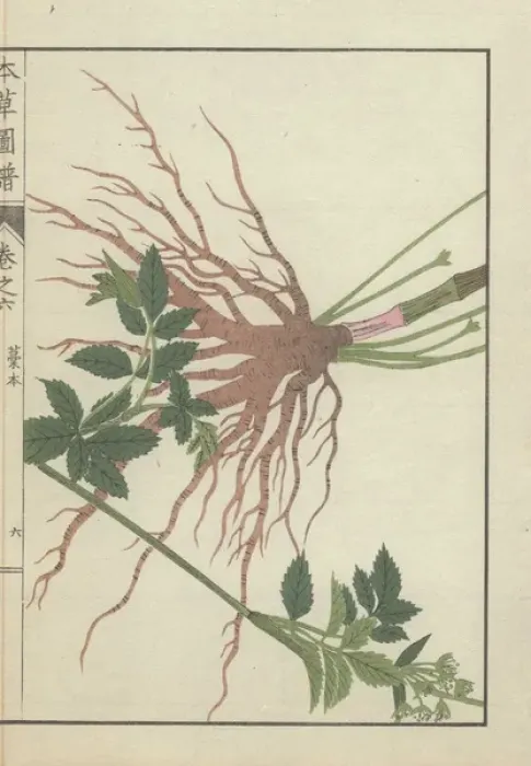 Framed Print : Large root cluster, leaves and stems of Framed Print : Large root cluster, leaves and stems of