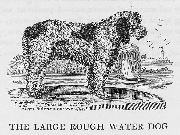 Large Rough Water Dog