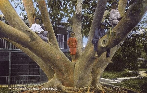 Large Rubber Tree, Bermuda