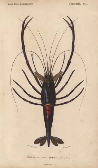 Framed Print : Large shiny blue-black and crimson crawfish Framed Print : Large shiny blue-black and crimson crawfish