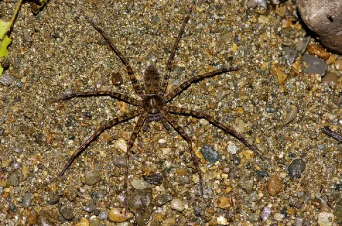 Framed Print : A large spider (unidentified) searches for prey Framed Print : A large spider (unidentified) searches for prey