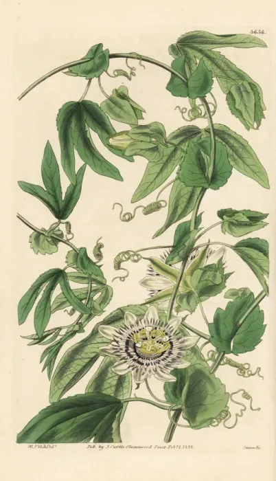 Framed Print : Large-stipuled passion-flower, Passiflora tucumanensis Framed Print : Large-stipuled passion-flower, Passiflora tucumanensis