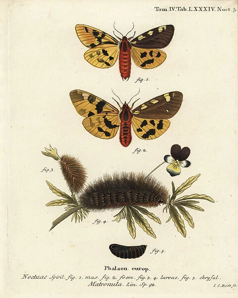 Large tiger moth, Pericallia matronula