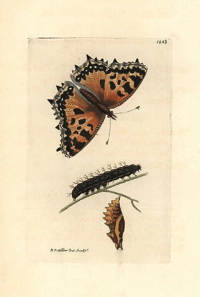 Large tortoiseshell butterfly, Nymphalis polychloros