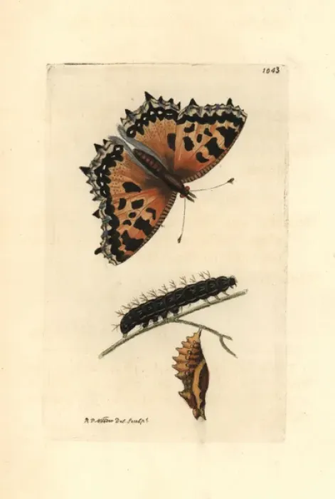 Framed Print : Large tortoiseshell butterfly, Nymphalis polychloros Framed Print : Large tortoiseshell butterfly, Nymphalis polychloros