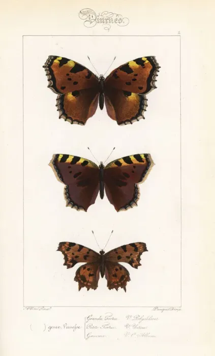 Framed Print : Large tortoiseshell, small tortoiseshell Framed Print : Large tortoiseshell, small tortoiseshell
