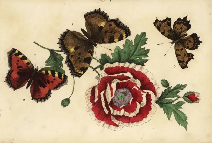 Framed Print : Large tortoiseshell, small tortoiseshell and comma Framed Print : Large tortoiseshell, small tortoiseshell and comma