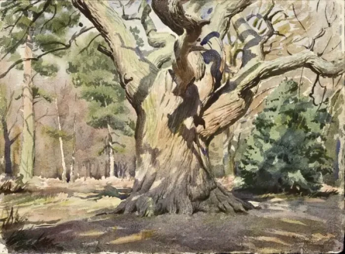 Framed Print : Large tree in a woodland scene Framed Print : Large tree in a woodland scene
