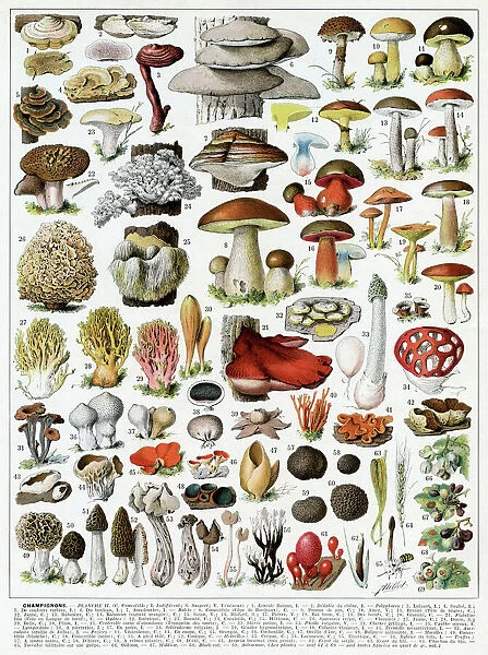 A large variety of mushrooms, 1913