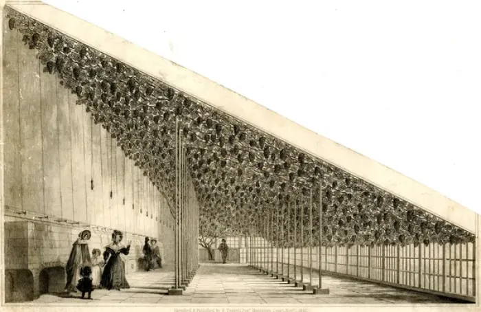 Framed Print : Large Vine House, Hampton Court Palace, London Framed Print : Large Vine House, Hampton Court Palace, London