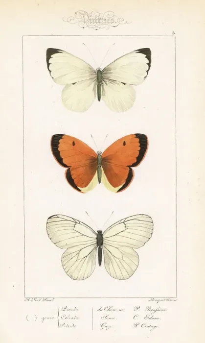 Framed Print : Large white, clouded yellow and black-veined white Framed Print : Large white, clouded yellow and black-veined white