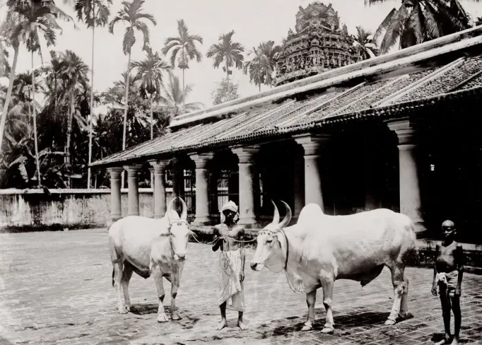 Framed Print : Two large white oxen, Singapore Framed Print : Two large white oxen, Singapore
