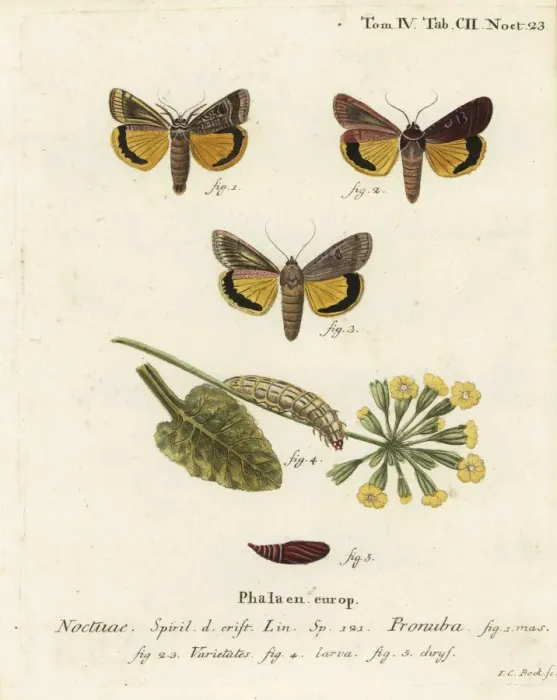 Framed Print : Large yellow underwing, Noctua pronuba Framed Print : Large yellow underwing, Noctua pronuba