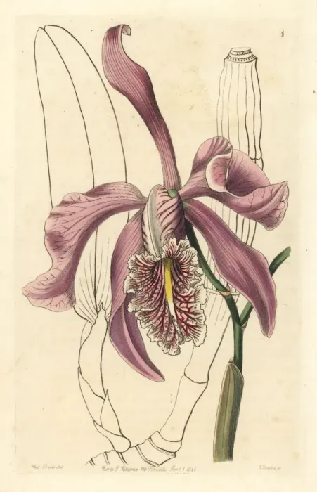 Framed Print : Larger cattleya, Cattleya maxima Framed Print : Larger cattleya, Cattleya maxima