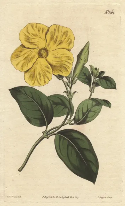 Framed Print : Larger savanna flower, a native of Jamaica Framed Print : Larger savanna flower, a native of Jamaica