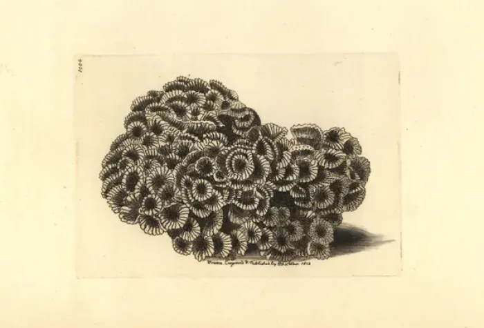 Framed Print : Larger star coral, Favites abdita Framed Print : Larger star coral, Favites abdita
