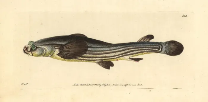 Framed Print : Largescale four-eyed fish, Anableps anableps Framed Print : Largescale four-eyed fish, Anableps anableps