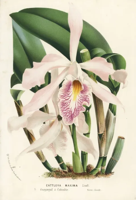 Framed Print : Largest cattleya orchid or peekaboo orchid, Cattleya maxima Framed Print : Largest cattleya orchid or peekaboo orchid, Cattleya maxima