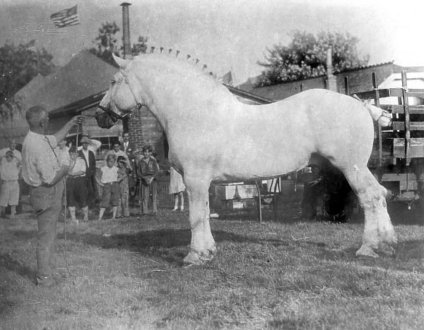 Largest horse in the world