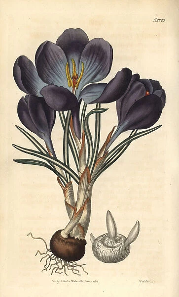 Largest purple spring crocus, Crocus vernus