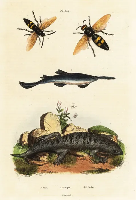 Framed Print : Largetooth sawfish, skink and wasps Framed Print : Largetooth sawfish, skink and wasps